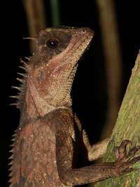 Southern Spiny Lizard  - Khao Banthad WS