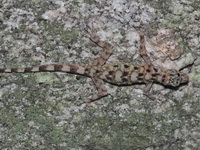 Spot-neck Day Gecko  - Nam Tok Huay Yang NP