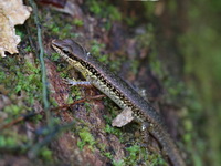 Spotted Forest Skink  - Sa Nang Manora FP