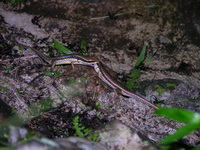 Spotted Forest Skink  - Kui Buri NP