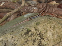 Spotted Forest Skink  - Khao Soi Dao WS