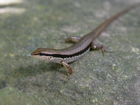 Spotted Forest Skink  - Khao Soi Dao WS