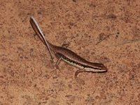 Spotted Forest Skink  - Ta Phraya NP