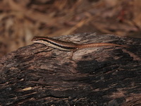 Spotted Forest Skink  - Mae Yom NP