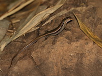 Spotted Forest Skink  - Sai Yok NP