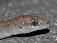 Spotted Ground Gecko  - Mae Wong NP