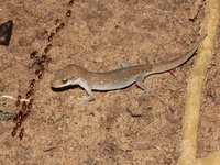 Spotted Ground Gecko  - Nam Tok Huay Yang NP