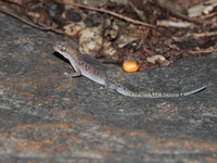 Spotted Ground Gecko  - Nam Tok Tat Ton NP