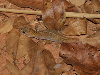 Spotted Ground Gecko  - Phu Thok