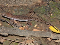 Spotted Ground Gecko  - Sai Yok NP