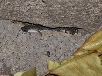 Spotted Ground Gecko  - Khao Chamao Khao Wong NP