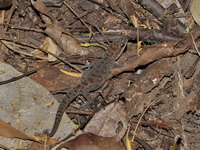 Spotted Ground Gecko  - Phu Pha Man NP