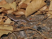 Spotted Ground Gecko  - Muak Lek