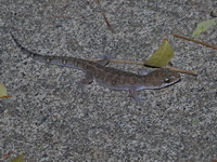 Spotted Ground Gecko  - Kaeng Krachan NP