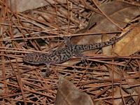 Spotted Ground Gecko  - Phu Kradueng NP