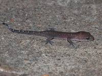 Spotted Ground Gecko  - Thung Salaeng Luang NP