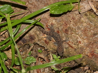 Spotted House Gecko  - Benjakitti Park