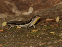 Spotted-lined Forest Skink  - Phu Chong Na Yoi NP
