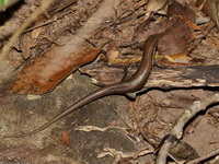 Spotted-lined Forest Skink  - Phu Chong Na Yoi NP