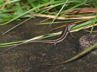 Spotted-lined Forest Skink  - Khao Phra Wihan NP
