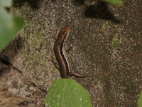 Spotted-lined Forest Skink  - Pha Taem NP