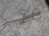 Stripe-throated Day Gecko - female  - Sam Roi Yot NP