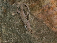 Stripe-throated Day Gecko - female  - Sam Roi Yot NP