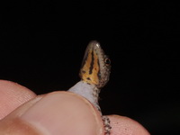 Stripe-throated Day Gecko - male  - Sam Roi Yot NP