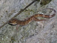 Striped Bent-toed Gecko  - Sai Yok NP