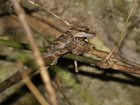 Striped Bent-toed Gecko  - Sai Yok NP