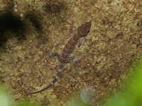 Striped Bent-toed Gecko  - Sai Yok