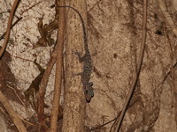 Sumontha's Bent-toed Gecko  - Khao Chamao Khao Wong NP