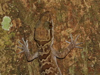 Tak Bent-toed Gecko  - Taksin Maharat NP