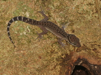 Tak Bent-toed Gecko  - Umphang WS