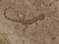 Tak Bent-toed Gecko  - Umphang
