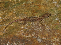 Tanintharyi Day Gecko  - Kaeng Krachan NP
