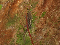 Tanintharyi Day Gecko  - Kaeng Krachan NP