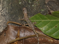 Tanintharyi Day Gecko  - Kui Buri NP