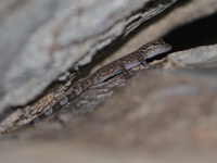 Thirakhupt's Bent-toed Gecko  - Surat Thani
