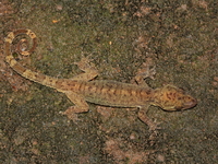 Thong Pha Phum Bent-toed Gecko  - Thong Pha Phum NP