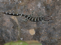 Tokay Gecko - immature  - Wang Sai Thong
