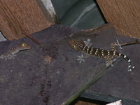 Tokay Gecko - juveniles  - Khao Pu Khao Ya NP