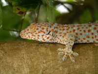 Tokay Gecko  - Phuket