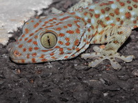 Tokay Gecko  - Mae Yom NP