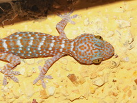 Tokay Gecko  - Khao Phanom Bencha NP