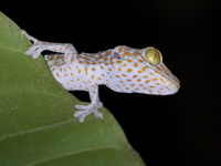 Tokay Gecko  - Phuket