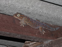 Tokay Gecko  - Ta Phraya NP