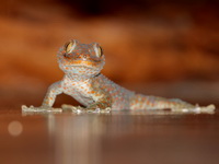 Tokay Gecko  - Baan Maka