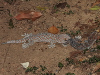 Tokay Gecko  - Kaeng Krachan NP