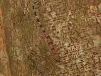 Tree Spirit Bent-toed Gecko  - Kaeng Krachan NP